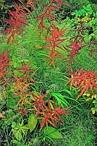 Fireweed & Horsetail